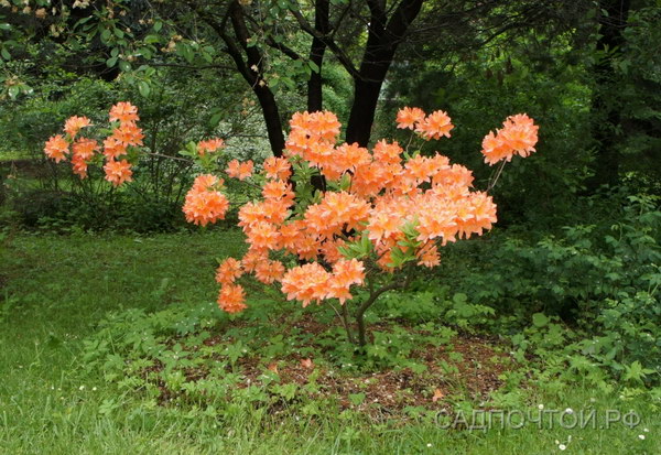 Японский листопадный рододендрон, форма с лососевыми цветками
